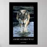 Running Wolf Poster