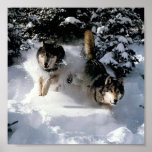 running wolves posters