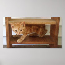 runt on shelf 2 posters