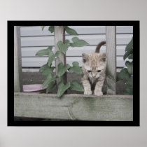runt posters