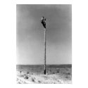Rural Lineman Poster posters by countrycrossroads Rural Lineman Poster posters