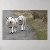 Rush Hour in The Highlands Poster Print