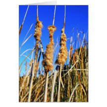 Rushes Card