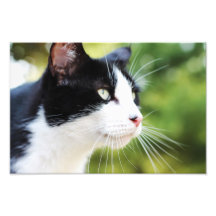 Russell 1 photographic print