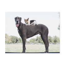Russell terrier on great dane's back post cards