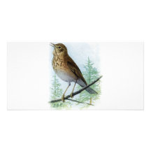 Russet-backed Thrush Photo Card Template