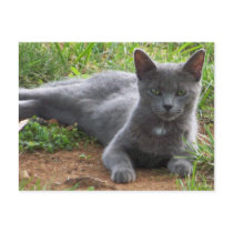 Russia Blue, Natasha postcards by traxtech Russia Blue, Natasha postcards