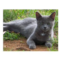 Russia Blue, Natasha Postcards