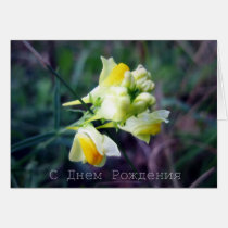Russian Birthday Card, Linaria cards