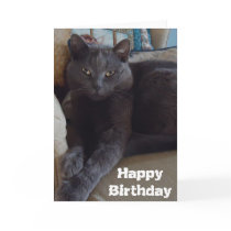 Russian Blue Card
