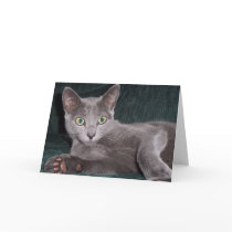 Russian Blue Card
