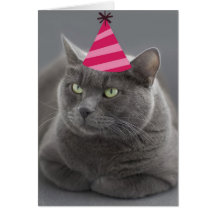 Russian Blue Cat Birthday Card Focus for a Cause
