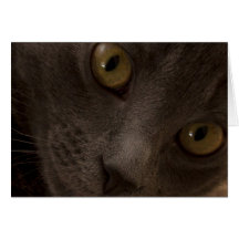 Russian Blue Cat Blank Note Card Focus for a Cause