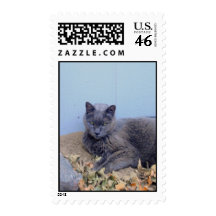 Russian Blue Cat Postage Stamp