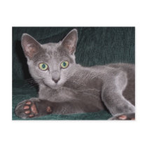 Russian Blue Kitten Postcard by cgiacobbe Russian Blue Kitten Postcard