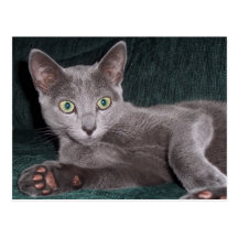 Russian Blue Kitten Postcard