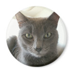 Russian Blue Mix Refrigerator Magnets