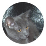 Russian Blue mix stickers