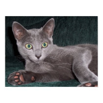 Russian Blue Poster posters
