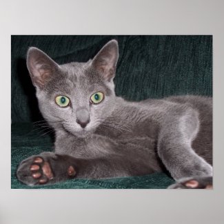 Russian Blue Poster print