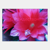 Russian Merry Christmas Card, Christmas Cactus cards