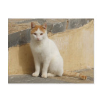 Rustic Cat Postcard postcards