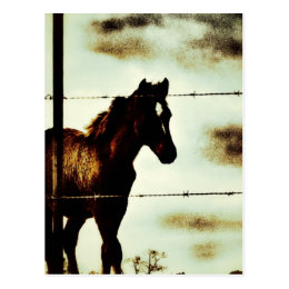 Rustic Horse Colt Foal and Barbed Wire Postcard