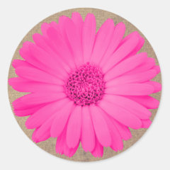 Rustic Hot Pink Gerber Daisy Round Stickers Seals