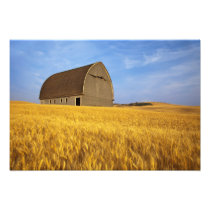 Rustic old barn in mature wheat field in the 2