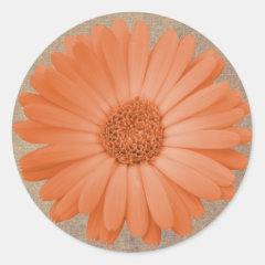 Rustic Peach Daisy Flower Round Stickers Seals