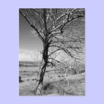 Rustic postcards