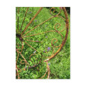 rusty chair with vine postcards