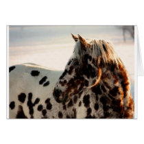 Rusty the Appaloosa Cards