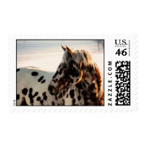 Rusty the Appaloosa Postage Stamps