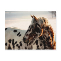 Rusty the Appaloosa Postcards