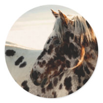 Rusty the Appaloosa Sticker
