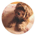 Rusty the Cocker Spaniel stickers