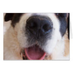 Ruthie's Nose cards