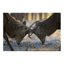 Rutting red deer stags print