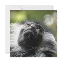 Rwanda Colobus Monkey Invitation