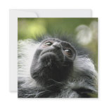 Rwanda Colobus Monkey Invitation