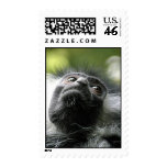 Rwanda Colobus Monkey Postage Stamp
