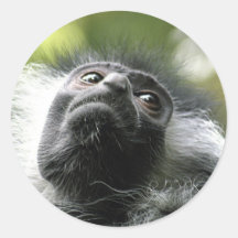 Rwanda Colobus Monkey Stickers