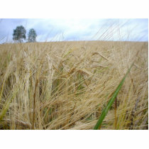 Rye Plants Seed photo sculptures by lifesphere Rye Plants Seed photo sculptures