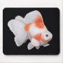 Ryukin Fantail Goldfish M...