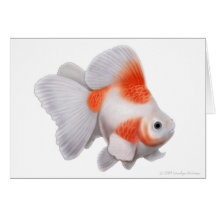 Ryukin Goldfish Greeting Card