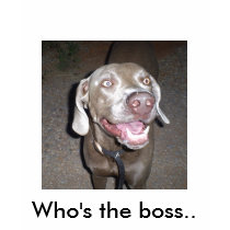 S5030845, Who's the boss.. t-shirts by talonye S5030845, Who's the boss.. t-shirts