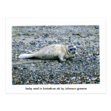 S E A L  (2), baby seal in kotzebue ak by johns... Postcards