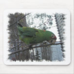 S.F. Parrot #4 Mouse Pads