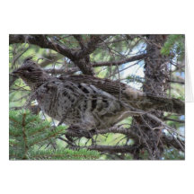 S Flaming Gorge Utah Fauna Birds Aves Animals Card